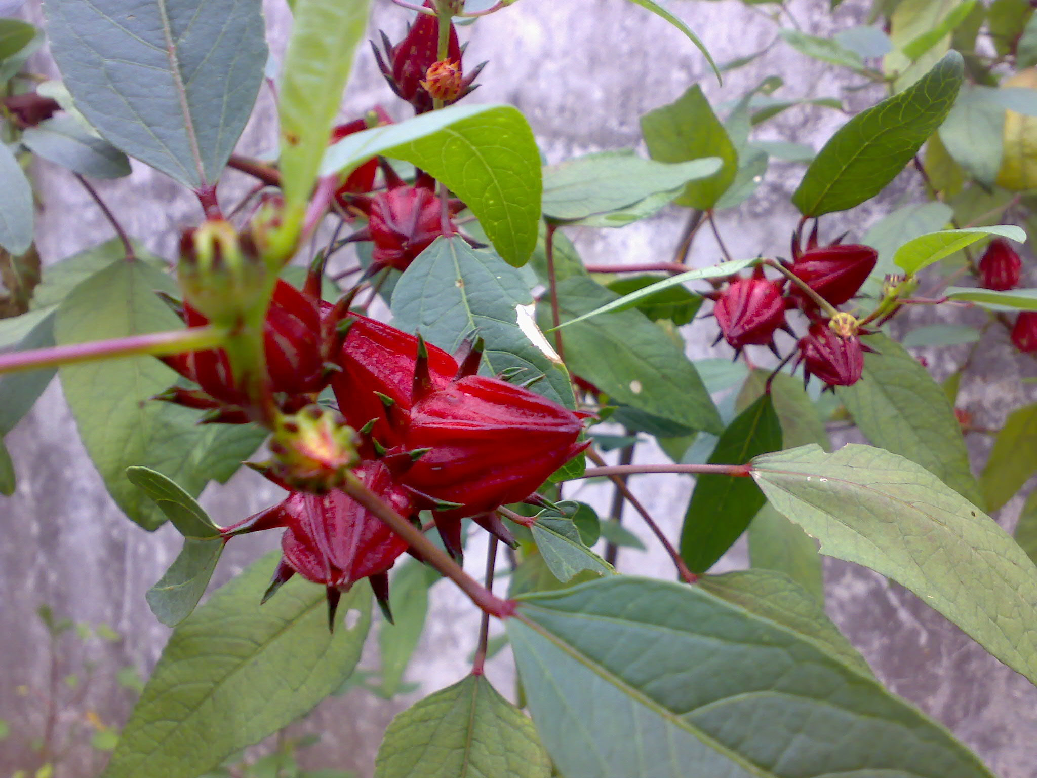 Cara Menanam Bunga Pagar tanamanbaru Cara Menanam Bunga Pagar tanamanbaru