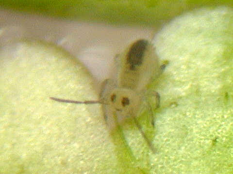 水面ではねる虫