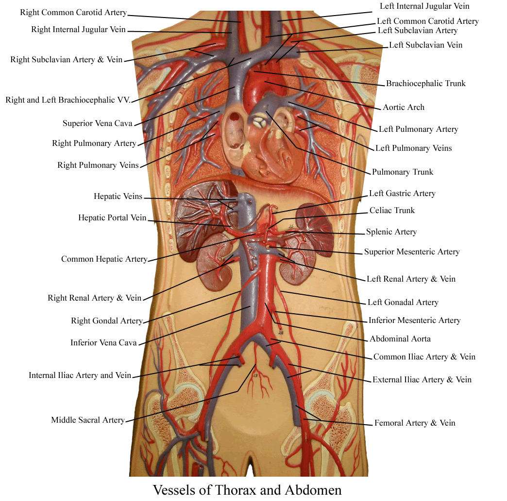Vesselsofabdomenandthorax