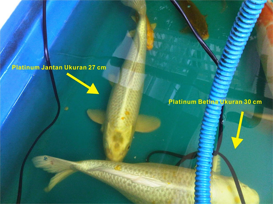 Cara memilih ikan koi untuk ikan hias kontes dan Cara memilih ikan koi untuk ikan hias kontes dan