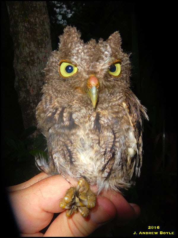Eastern Screech Owl