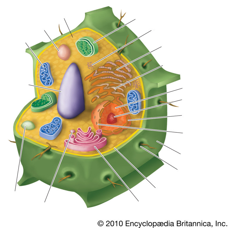 ▻ Find the parts of Plant cell Quiz - By kfastic