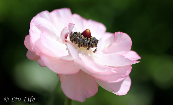 Pink Ranuncula Flower in honor of Sandy Hook Victims