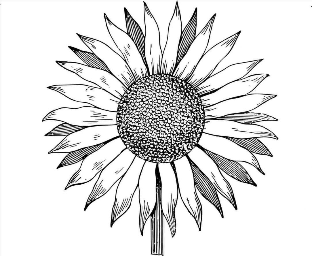 Free Free 189 Simple Vintage Sunflower Clipart SVG PNG EPS DXF File