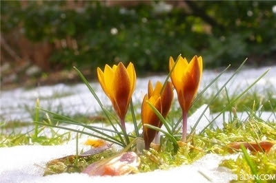 2月6日是什么生日花2月的诞生石紫水晶无论是东方或西方 风水植物 2月10日是什么生日花 数联阁