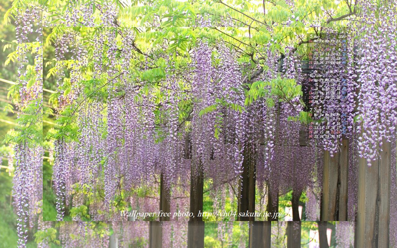 和気神社の藤祭り 年5月 6 7 のカレンダー付き 高画質 1280 800 デスクトップ無料壁紙 です