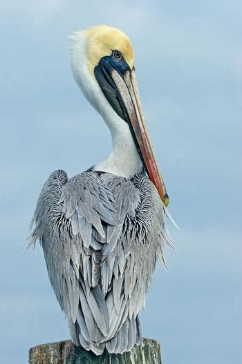 pelicans quotes quotesgram