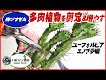 √ ユーフォルビア 剪定 319651-ユーフォルビア クンチ��� 剪定