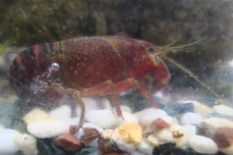 アメリカザリガニ