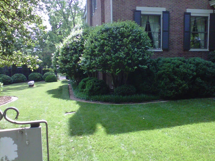 Limb up evergreen shrubs for small trees  Landscape ideas  Pinterest