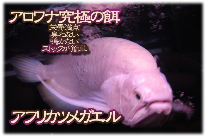 アロワナの餌にツメガエル アジアアロワナ専門店 ラフレシア 餌 販売 通販