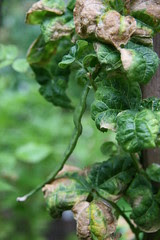 blighted pole beans