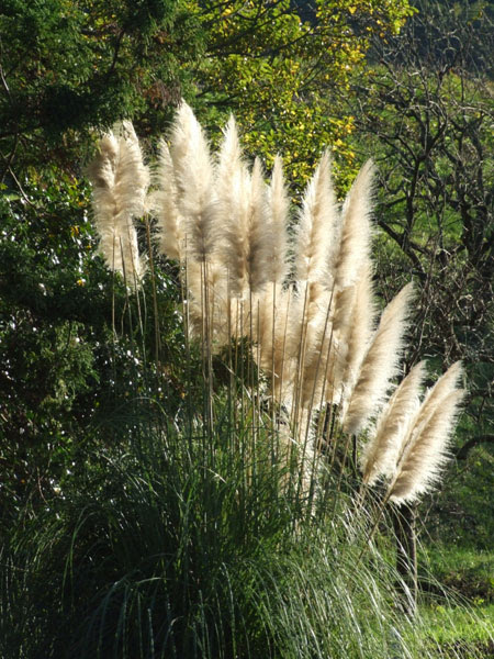 屋根屋の写真館 写真番号 ００４５ まるかじり してみたくなる ススキの穂