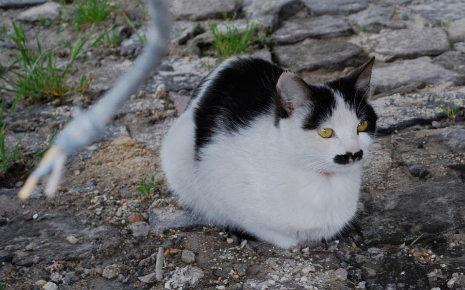 φώτο: Kate Nevens / flickr