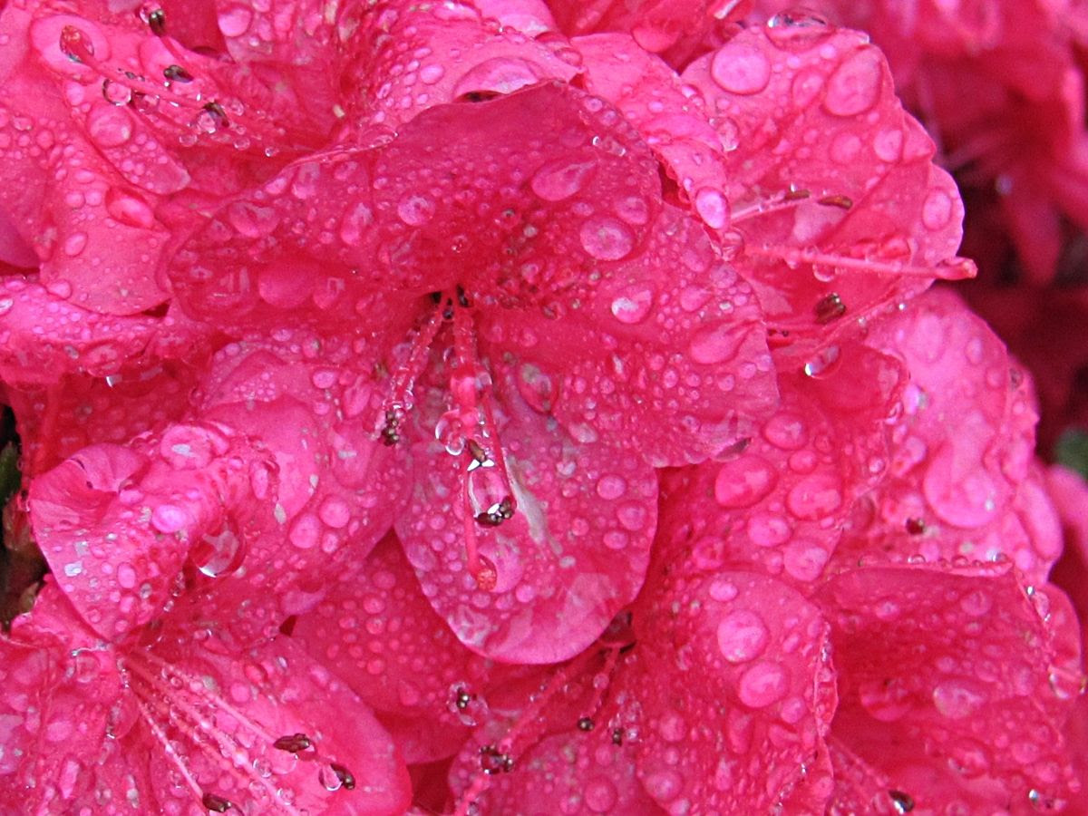 Rainy 4 photo IMG_7294a_zps58515c40.jpg