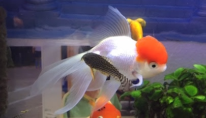 金魚の病気の兆候 丹頂がおかしい 適当金魚