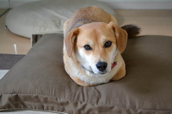 香箱を組む犬 たろう