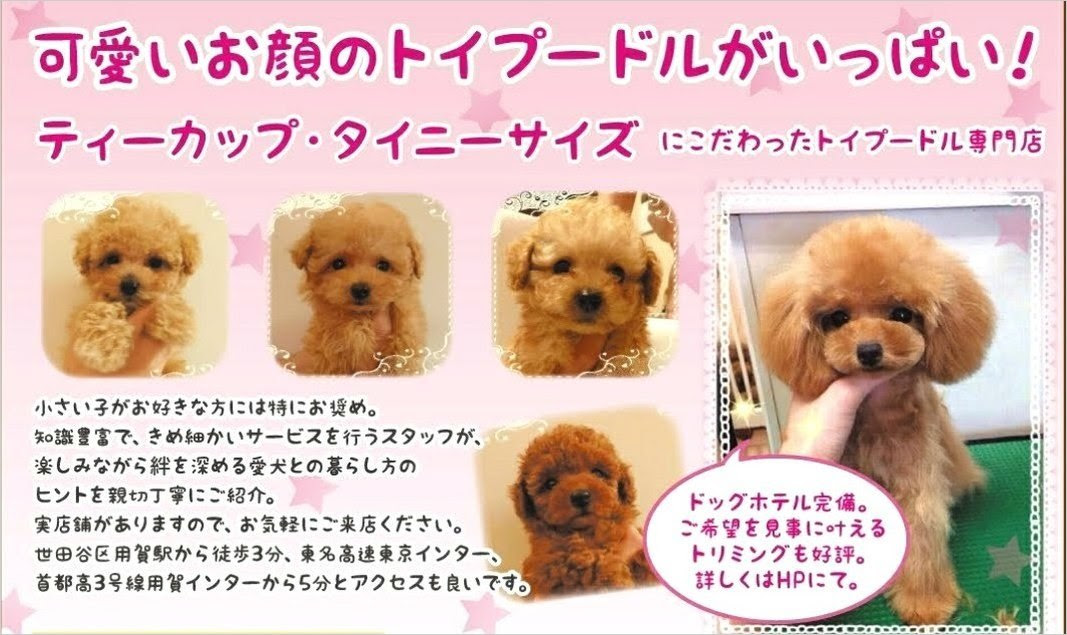 トイプードルはうす もも 東京 世田谷区 プードル専門の子犬販売