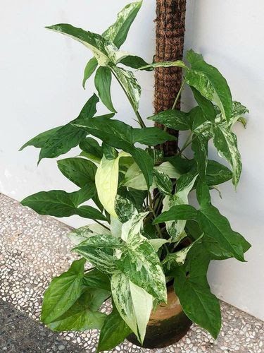 24+ Tanaman Hias Varigata Mahal, Paling Top!