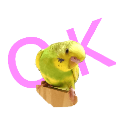セキセイインコ Lineスタンプ Lineスタンプマニア クリエイターズスタンプ