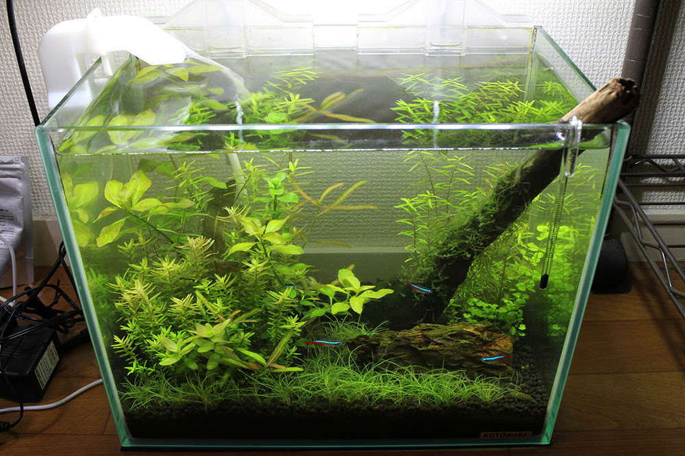 Co2 フィルター無し水槽のデータ 水草観察日記 Miniaqua