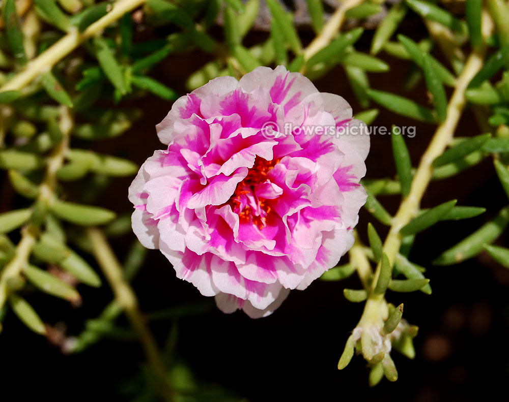Ten O Clock Flower