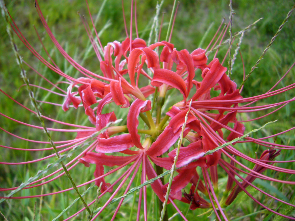 三つ星ソザイヤ 無加工高画質写真 植物 彼岸花