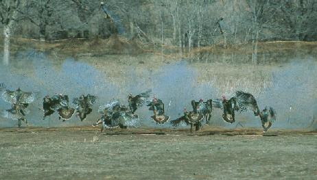 Rio Grande Turkey Project