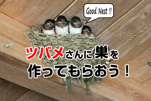 ツバメに巣を作ってもらうには 幸せ運ぶツバメを呼び寄せよう