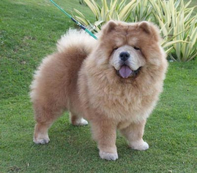 Anak Anjing Lucu dan Imut