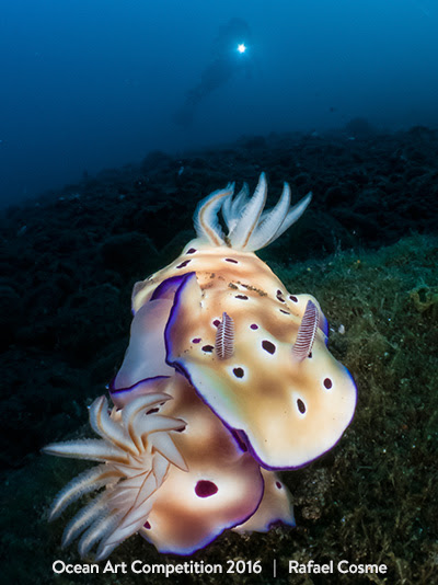 1st Place Nudibranchs by Rafael Cosme Daza