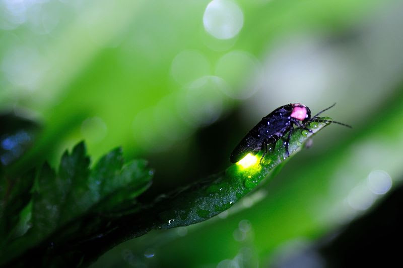 山口県ホタル名所４選 こっちの水はあ まいぞ 初夏の夜は幻想的 山口県 トラベルjp 旅行ガイド