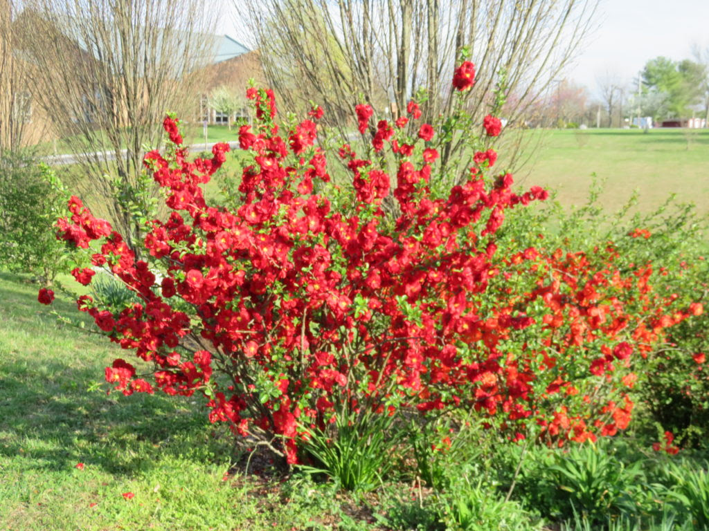 Double Take Flowering Quince What Grows There Hugh Conlon Horticulturalist Professor Lecturer And Gardener