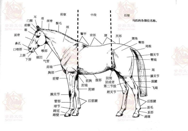 马用身体部位功能 涨知识 马匹身体各部位名称都是什么你知道吗 简明教程