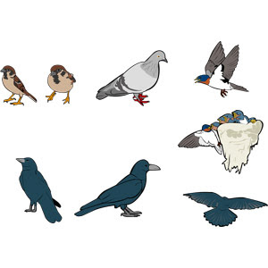 雀 スズメ Gahag 著作権フリー写真 イラスト素材集