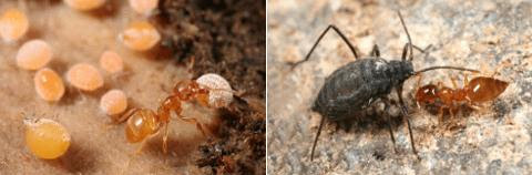 蟻という生き物