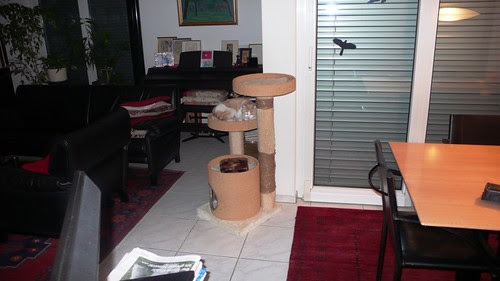 Roschti the new cat in town
