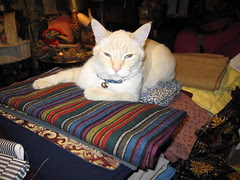 Resident Cat at Second Chance!