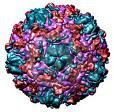 Obrazek - jak zbudowany jest wirus grypy