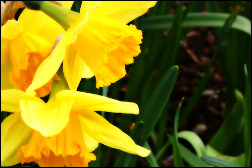 Daffodils symbolize rebirth daffodils poem. Daffodils symbolize rebirth