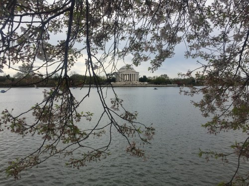 Cherry Blossom Ten Miler