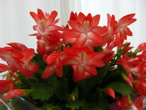 室内向き花鉢 鉢植え 季節のお花の上手な育て方