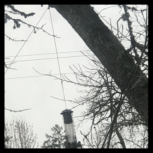 Out On A Limb Bird Feeder Pulley System