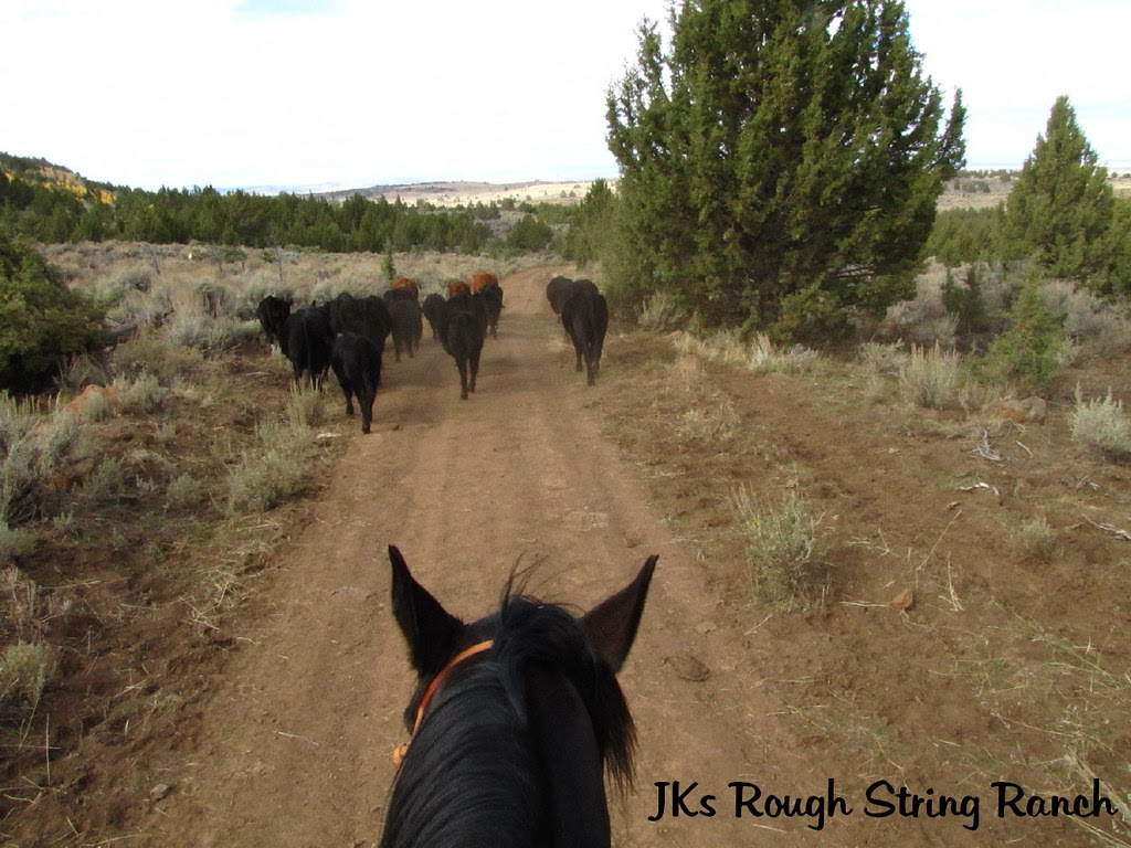 Trailin' 'um off Moon Hill