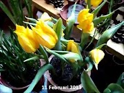 Terbaru Tulip Kuning Yokohama Unik Bunganya Wangi Cara nanamnya lihat video deskripsi dibawah , viral!