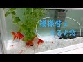 金魚水槽レイアウト 100均 370072-金魚水槽レイアウト 100均