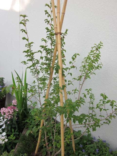 シャラの木 夜明け前 に実がついてますが 猫と園芸