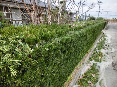 マキの木の生垣剪定方法 剪定 消毒なら佐賀市のサトル植木