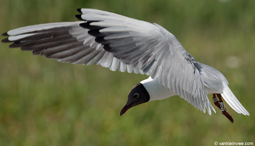Black-headed Gull, >5cy, W[E5AV]