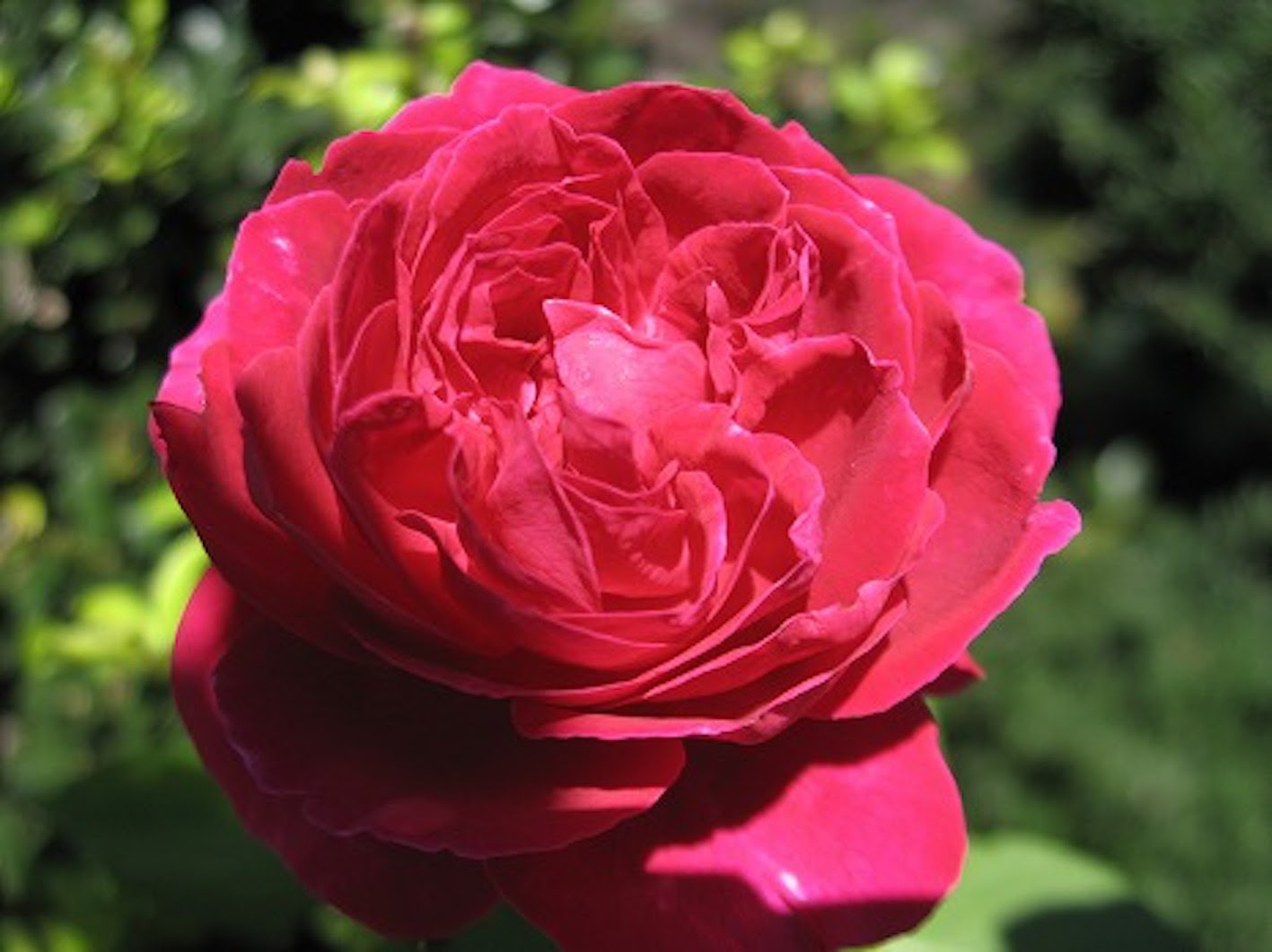 薔薇の英語での読み方やことわざについて 植物navi